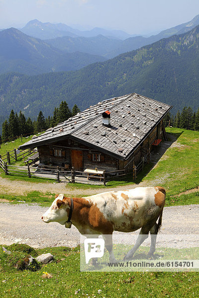 A cow in the pasture  Wildfeldalm alp  mountain cabin on the hiking path in the Mangfall Mountains  hiking path from Spitzingsee to Rotwandhaus mountain cabin  Bavaria  Germany  Europe
