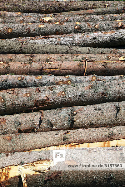 hoch oben Stapel Laubwald Europa Baum warten Holzstoß Baumstamm Stamm Produktion Bayern Forstwirtschaft Deutschland