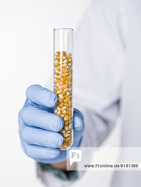 Hispanic scientist holding test tube containing corn
