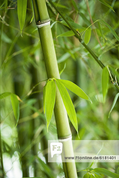 grün  Wachstum  Bambus