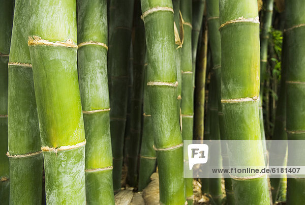 Growing green bamboo