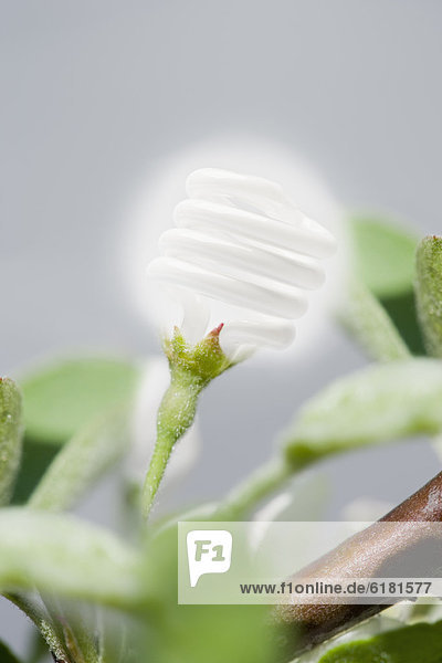 Beleuchtung  Licht  Pflanze  Kompaktleuchtstofflampe  Baumstamm  Stamm  Blumenzwiebel