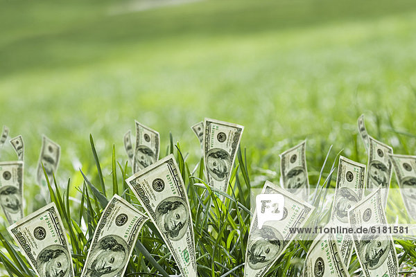 Wachstum Dollar Gras Rechnung 100