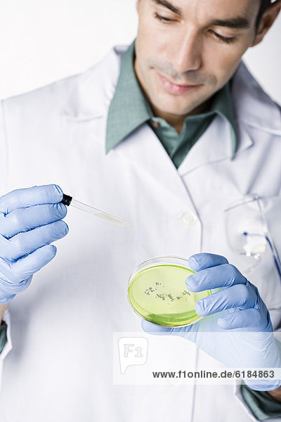Hispanic scientist working with dropper and petri dish