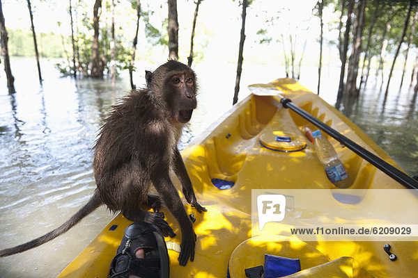 Monkey sitting on kayak in water