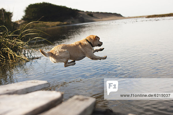 springen  Fluss  Labrador