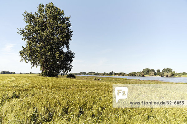 Landscape with a wheat field  Duesseldorf  Lower Rhine region  North Rhine-Westphalia  Germany  Europe