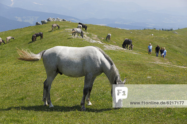 Lipizzaner horses on a summer pasture  Stubalm or Stubalpe  Styria  Austria  Europe