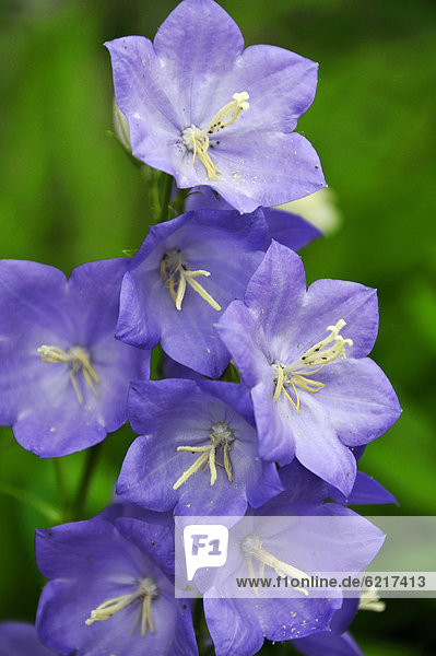 Blaue Garten-Glockenblume (Campanula carpatica)  Lauf an der Pegnitz  Mittelfranken  Bayern  Deutschland  Europa