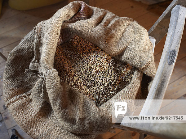 Open bag of wheat grains on a hand truck  Bardowick  Lueneburg Heath  Lower Saxony  Germany  Europe