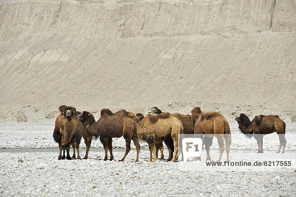 'Kamele oder Trampeltiere (Camelus bactrianus) im trockenen  sandigen  steinigen Tal am Dalongyu He  ''Großer Drachen-Jadefluss''  Seidenstraße  Xinjiang  China  Asien'