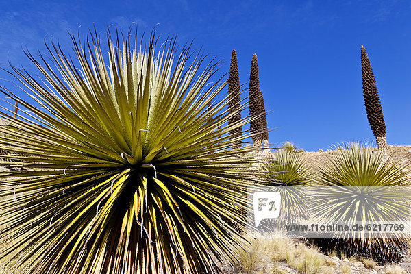 Queen of the Andes (Puya raimondii)  Huaraz  Andes  Peru  South America