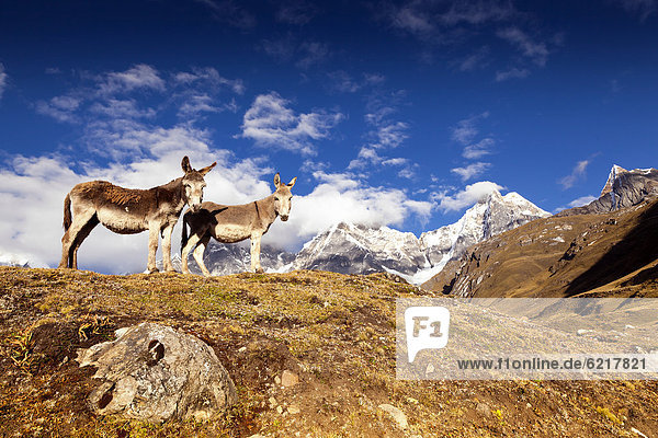 Donkeys (Asinus)  Cordillera Huayhuash mountain range  Andes  Peru  South America