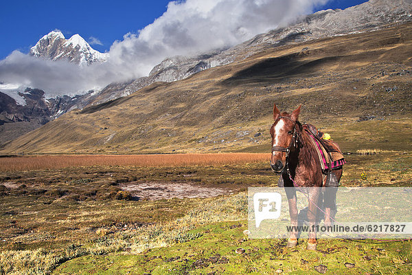 Horse (Equus) and Mt. Nevado Rondoy  Cordillera Huayhuash mountain range  Andes  Peru  South America