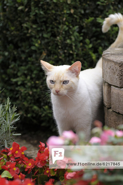 Thai-Katze steht im Garten