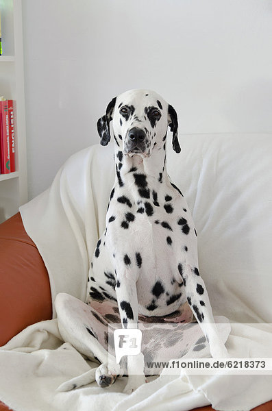 Dalmatiner sitzt auf Sofa