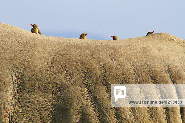 Red-billed oxpeckers (Buphagus erythrorhynchus) perched on the back of a rhinoceros  Lake Nakuru  Kenya  Africa