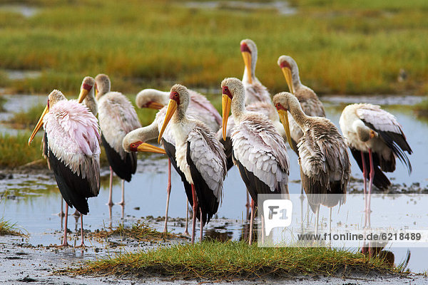 Yellow-billed storks (Mycteria ibis)  a group of birds  Lake Nakuru  Kenya  Africa