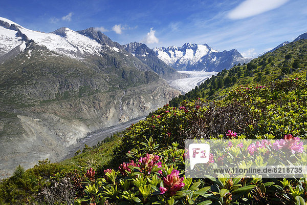 Großer Aletschgletscher mit Alpenrosen (Rhododendron hirsutum)  im Vordergrund  UNESCO Weltnaturerbe Jungfrau-Aletsch-Bietschhorn  Goms  Wallis  Schweiz  Europa