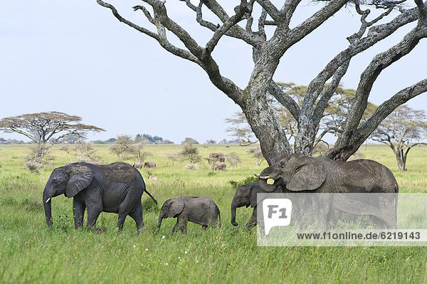 Elefanten (Loxodonta africana) Seronera Serengeti Tansania Afrika