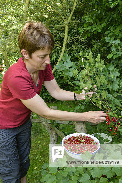 Frau pflückt im Garten Rote Johannisbeeren (Ribes rubrum)