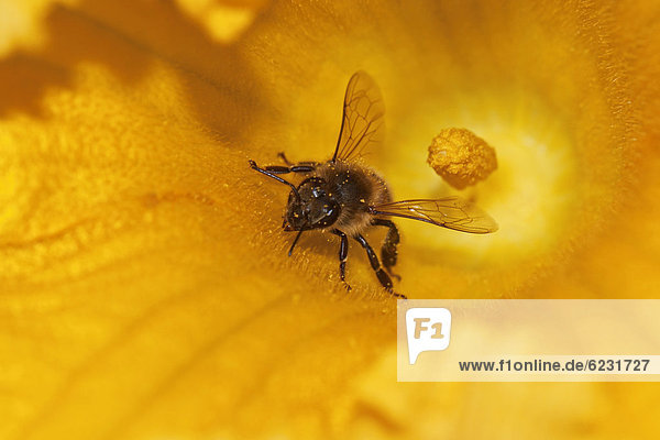 Western honey bee (Apis mellifera) on pumpkin flower  Hokkaido  Japan  Asien