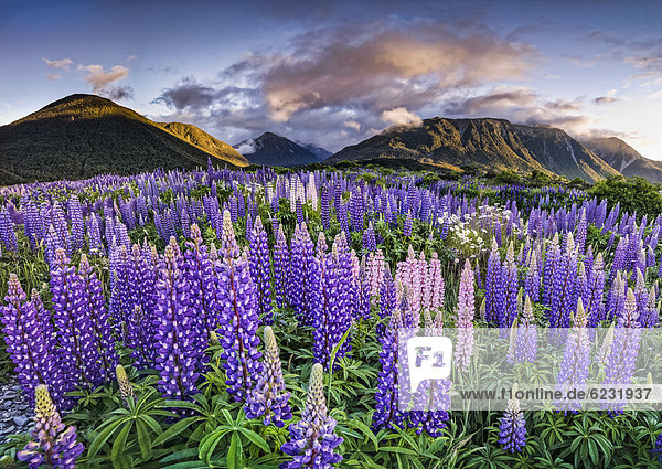 Lupines (Lupinus) at Arthur's Pass South Island New Zealand Oceania
