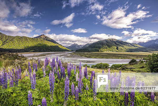 Lupines (Lupinus) on the Waimakariri River Craigieburn Range Canterbury South Island New Zealand Oceania