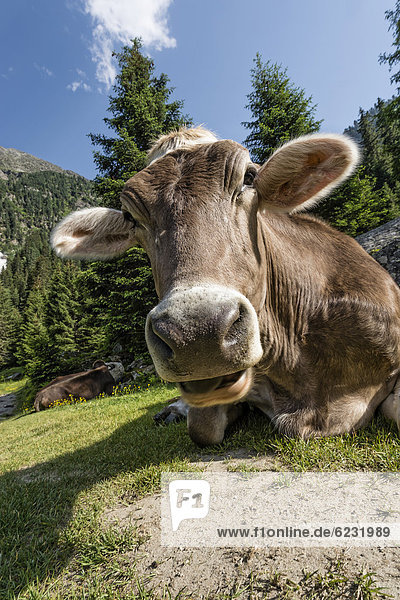 Tiroler Braunvieh  Kuh ohne Hörner beim Wiederkäuen  Grawa Alm  Stubaital  Tirol  Österreich  Europa