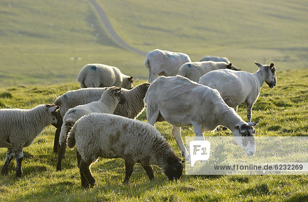 Sheep on a pasture near the Stacks of Duncansby  north coast of Scotland  John o'Groats  Freswick  Dunnet  Caithness  Scotland  United Kingdom  Europe