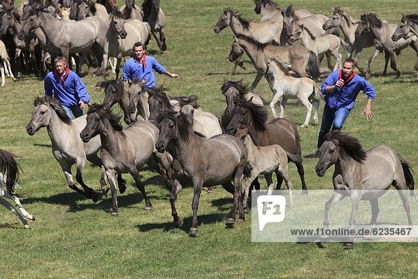 Catching of wild horses  Duelmen  Germany