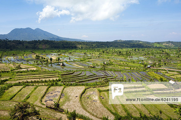 Reisfelder nahe Amlapura  ehemals Karangasem  Ostbali  Insel Bali  Indonesien  Südostasien  Asien