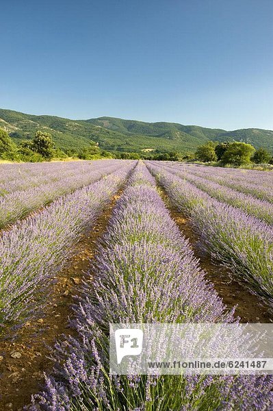 Frankreich  Europa  Feld  Provence - Alpes-Cote d Azur  Lavendel