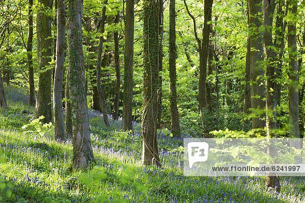 nahe  Laubwald  Europa  Großbritannien  Wachstum  Brecon Beacons National Park  Powys  Wales