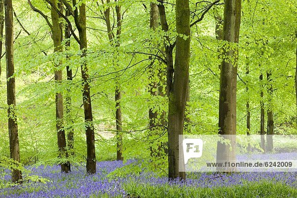 Europa Blume Großbritannien Holz Buche Buchen England Wiltshire