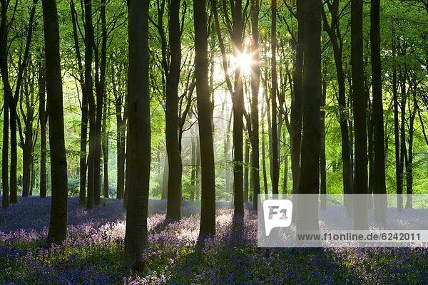 Laubwald Europa Morgen Großbritannien früh Sonnenlicht Hasenglöckchen Endymion nonscriptus England Wiltshire