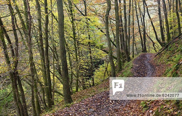 nahe  Laubwald  Europa  Großbritannien  über  Weg  Fluss  Herbst  Brecon Beacons National Park  Wanderweg  Powys  Wales