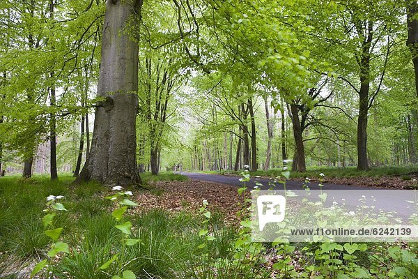 Europa  Großbritannien  Wald  Ehrfurcht  grün  Allee  England  Laub  Wiltshire