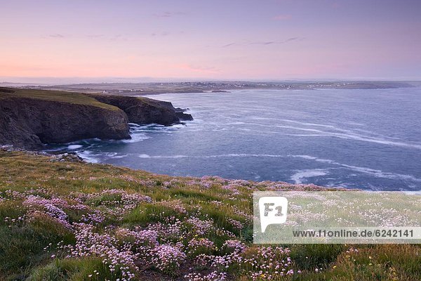 Europa  Blume  Großbritannien  Meer  Wildblume  pink  Cornwall  England