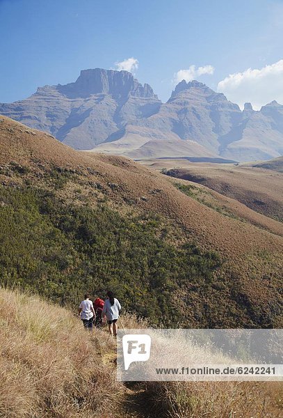 People hiking in Monk's Cowl Nature Reserve with Champagne Castle in background  Ukhahlamba-Drakensberg Park  UNESCO World Heritage Site  KwaZulu-Natal  South Africa  Africa