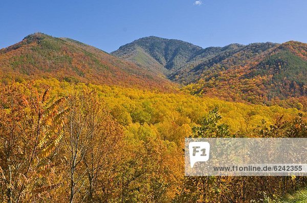 Vereinigte Staaten von Amerika  USA  Sommer  Tal  bunt  Indianer  Nordamerika  Great Smoky Mountains Nationalpark  UNESCO-Welterbe  Laub  Tennessee