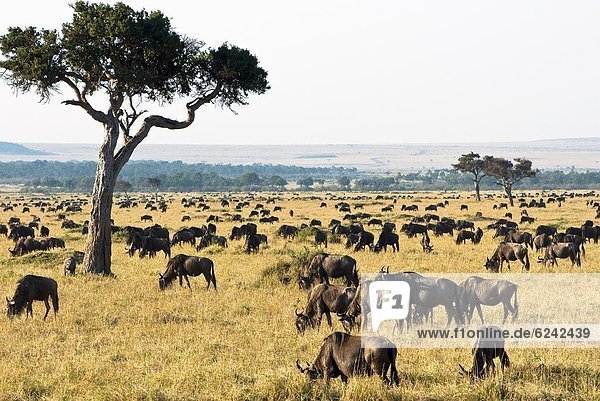 Herd of wildebeest (Connochaetes taurinus)  Masai Mara National Reserve  Kenya  East Africa  Africa
