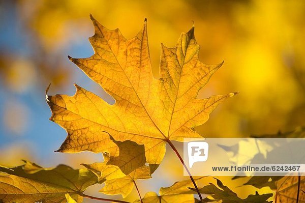 Ahornblatt Helligkeit Amerika gelb Herbst Nordamerika Neuengland Verbindung Vermont