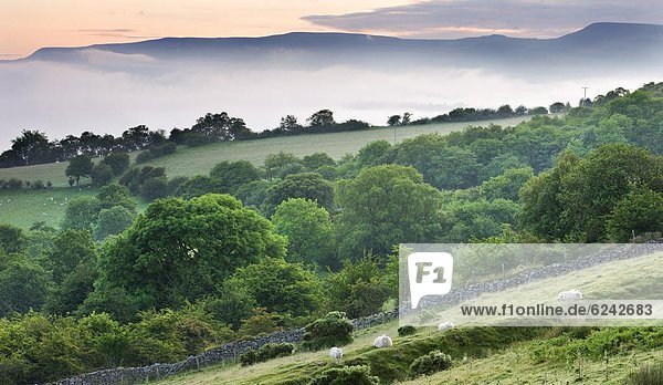 nahe  Laubwald  Europa  Großbritannien  über  Dunst  Tal  nähern  Feld  Brecon Beacons  Powys  Wales