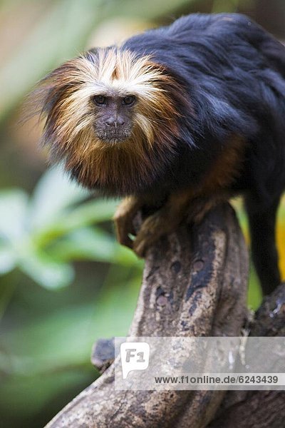 Golden headed lion tamarin (Leontopithecus chrysomelas) in the trees  controlled conditions  United Kingdom  Europe