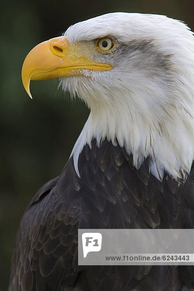 Bald eagle (Haliaeetus leucocephalus) portrait  controlled conditions  United Kingdom  Europe-