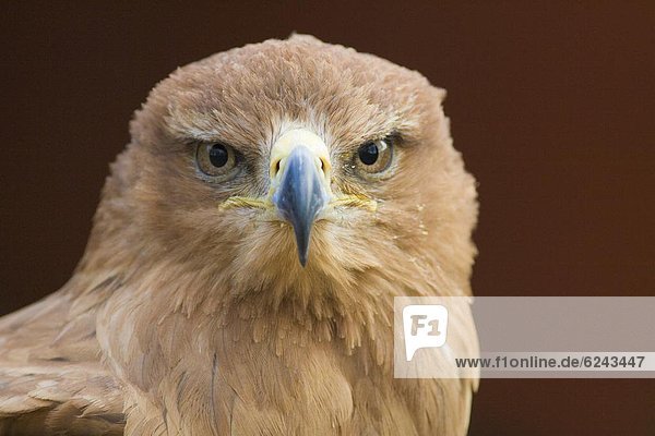 Tawny eagle (Aquila rapax) stare  controlled conditions  United Kingdom  Europe