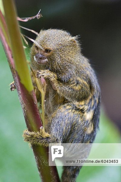 Pygmy marmoset (Cebuella pygmaea) in the trees  controlled conditions  United Kingdom  Europe