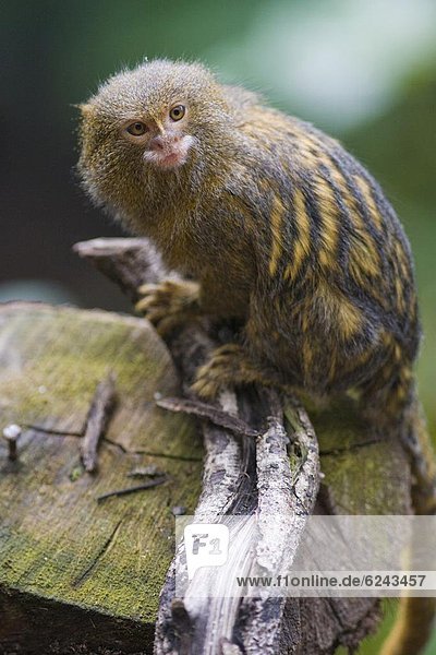 Pygmy marmoset (Cebuella pygmaea) in the trees  controlled conditions  United Kingdom  Europe