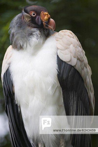 King vulture (Sarcoramphus papa) portrait  controlled conditions  United Kingdom  Europe